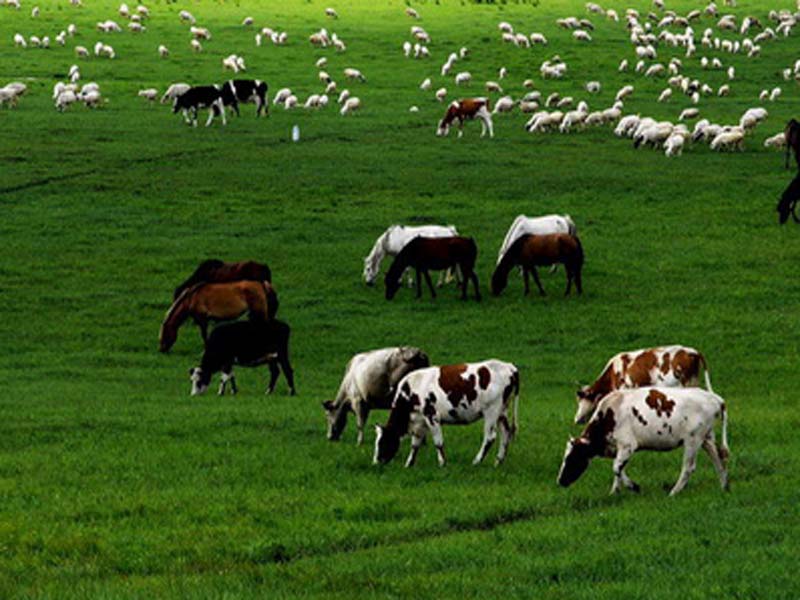 液氮罐在畜牧业的市场空间